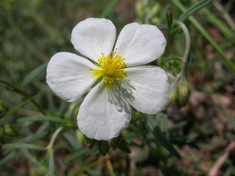 Helianthemum apenninum / Eliantemo degli Appennini